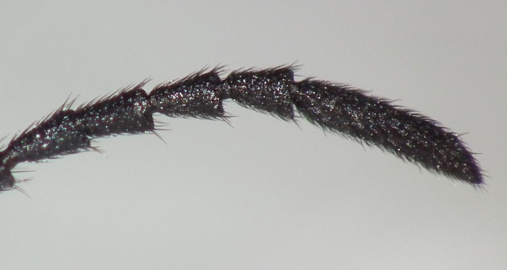 Tenebrionidae: Lagria hirta?